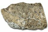 Polished Petrified Wood (Schinoxylon) Section - Blue Forest #326696-3